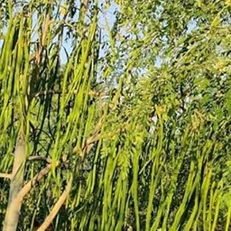 NATURE WORLD PREMIUM PKM1 VERITY HIGH YEALD YEAR ROUND HYBRID MORINGA MUNAGA DRUM STICKS FRESH SEEDS FOR GREAT HOME GARDENING (50 SEEDS)-picture-62