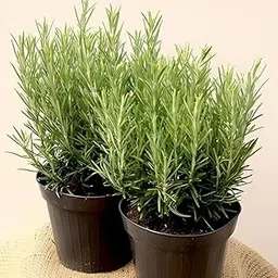 Gurveplantationi Real Rosemary Original Fresh Indoor Herb Plants Live Evergreen Rosmarinus Officinalis for Medicinal Home Garden Hair Growth with Pot Size Max 30 cm (Green)-picture-41