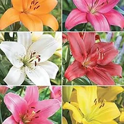 Radha Krishna Agriculture Asiatic lilly Imported, 100% Germination Winter Season Flower Bulbs (Multicolour pack of 5 flower bulbs)-image-60