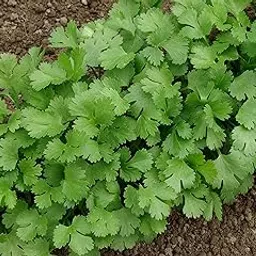 VIBEX-® XLL-419 Dhaniya Coriander Green Leaves F1 Hybrid Seeds For Kitchen-600 x Seeds-picture-46