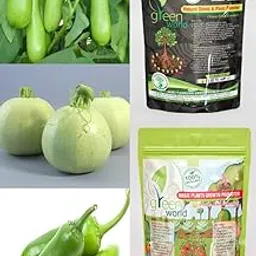 Green World Combo of [SUMMER SQUASH + CHILLI F1 VASUDHA + BRINJAL GREEN LONG] Seeds With Organic Nutrients Manure-picture-13
