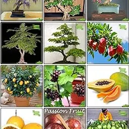 Creative Farmer Gardening Seed Combo Fruit Bonsai Suitable & Flower Bonsai Suitable : Jacaranda Mimosafolia, Orange Jessamine, Queen Crape Myrtle, Yellow Flametree, Raintree, Apple, Lemon Fruit, Grape, Papaya, Passion Fruit - Yellow, Passion Fruit - Violet, Thailand Guava Kitchen Garden Pack-picture-24
