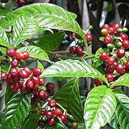 Mphmi Live Plant Nursery NCR Coffee Live Nursery Outdoor Indoor Grafted Plant-image-15
