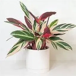 Globalplants Astromantha indoor love plant fresh & healthy no pot included.-picture-12