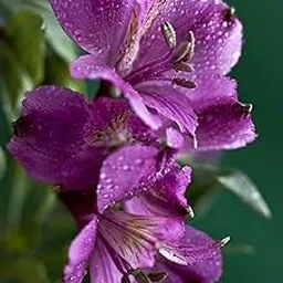 Radha Krishna Agriculture Alstroemeria Imported Purple Color Flower Bulbs For Gardening (Pack Of 2 Bulbs)-picture-26
