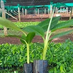 Sanju Live Plant Exotic Fruit Sweet G9 Yellow Banana Rare All Season (1 Healthy Live Sweet Tissue Culture Fruit Plant)-image-7