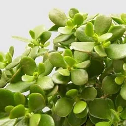 Live Holy Jade Plant, Indoor Outdoor Money Plant, Crassula Ovata, Air Purifying Succulent, Home Office Decor-picture-19