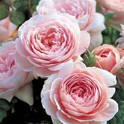 ROYAL LAND Rare 'Queen of Sweden' Pink Rose Shrub Flower Plant Sweet Fragrant 2 Grafted Live Plant-image-2