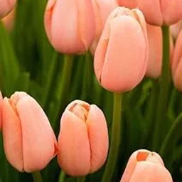 Tulips Have High Ornamental Value/Tulips symbolize Eternal Love/Rare Garden Flowers/Tulip Bulbs/Greening Flowers/Orange Color Tulip bulbs-3 Bulbs-picture-13