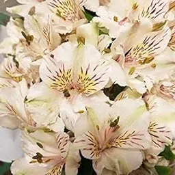 Oakwood Farms � Imported Peruvian lily Dull Cream Color Flower Bulbs For Your Garden (Pack Of 1 Bulbs)-picture-45