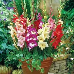 Gladiolus Flower Bulbs (Multicolor 5pcs)-image-48
