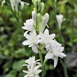 Tuberose flower bulbs || High germination Bulbs Pack of 5-image-98