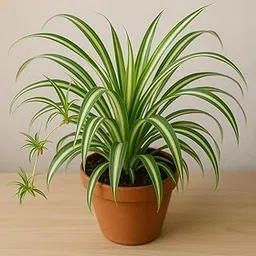 Spider Plant Live – Air Purifying Indoor Plant (Chlorophytum comosum) with Pot | Easy Care, Low Maintenance, Hanging or Tabletop Plant for Home & Office Decor (This is a pure original plant)-picture-26