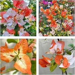 All-Time Original & Authentic 12-Month Hybrid Maharani Bougainvillea – Multicolor Live Plant in Pot | Rare Exotic Flowering Plant | Indoor/Outdoor-image-10
