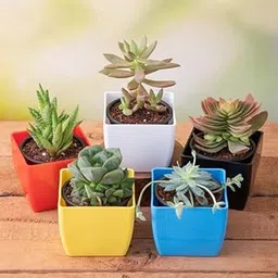 Mphmi Nursery Delhi Plant NCR Top 5 Cute Succulents-image-2