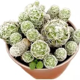 Plant For Office The Thimble Cactus (Mammillaria Gracilis) Indoor Live (Healthy Plant)-picture-14