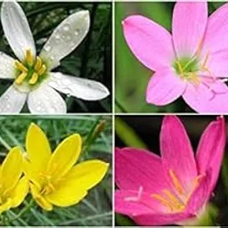 Rain Lilly Pack of 5 Bulbs By Zabbus-picture-16
