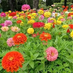 Zinnia Flower Seeds | Hybrid Dwarf Double Petal Mix | All Colours White Yellow Pink Multicolour | Big Size Lilliput Variety for Home Garden Planting, 100+ Seeds for Garden-image-5