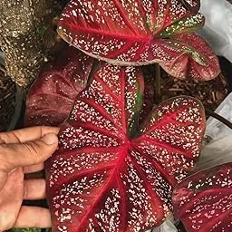 Oakwood Farms® Caladiums Flower Bulbs for Home and Gardening Pack of 5 bulbs (MAROON SHADED)-picture-14