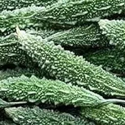 Desi Karela Bitter Gourd Seed 30 SEED-picture-24