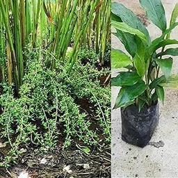 Green Elaichi Plant (choti elaichi ka podha) Hybrid plant under polybag - Pot not include(Pack Of 1)-picture-14