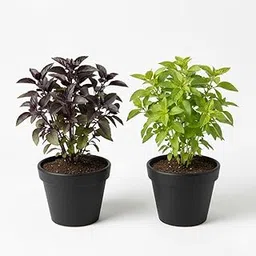 Nurturing Earth Premium Tulsi Pack of 2 – Rama & Shyama Tulsi Live Plants with Pots | Holy Basil Pair for Indoor/Outdoor | Spiritual, Medicinal & Air Purifying Plants-image-7