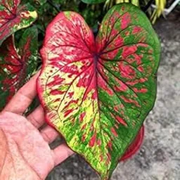 Ritz Farming Flowers Bulbs Caladium Red Ruffles Leafy Plant Hybrid Bulbs for Indoor Outdoor Home Gardening (Mix Colour, Pack of 4 Bulbs)-image-29