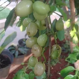 Hug A Plant | White Jamun/Vella NJaval (Grafted) (Syzygium cumini) Fruit Live Plant (Home & Garden)-image-8