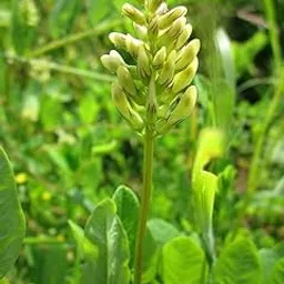 Mphmi Seedless Plant Fruit Plants Mulethi Plant � Liquorice, Glycyrrhiza glabra-image-96