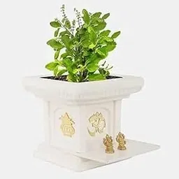 Ayurvedic Tulsi Live Plant - Holy Basil for Home Garden and Pooja - Krishna Tulsi (Pack of 1)-image-2