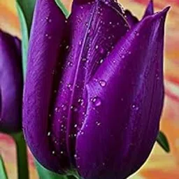 Radha Krishna Agriculture Imported Verity Mix Colour Tulips (Tulipa) Flower Bulbs For planting Home Gardening Pack of 3 flower bulbs-picture-36