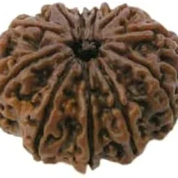 TRINETRA GEMS STONE Eleven Face Rudraksha Nepali Beads Genuine Brown 11 Mukhi Rudraksha IGL Lab Certified ग्‍यारह मुखी रुद्राक्ष For Make Pendant Mala Gyarah Mukhi Rudraksha For Men Women-picture-21