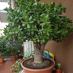 Live Holy Jade Plant, Indoor Outdoor, Small Size 20 cm, Low Maintenance Air Purifying, Without Pot, pack 1-image-81