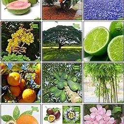Creative Farmer Pack Seeds Combo Tree Seeds : Lemon Seeds, Orange, Papaya, Passion Fruit - Yellow, Passion Fruit - Violet, Bamboo, Blue Jacaranda, Gulmohar, Yellow Flametree, Monkey Pod, Nerium Indicum, Psidium Guava Kitchen Garden Pack-picture-33