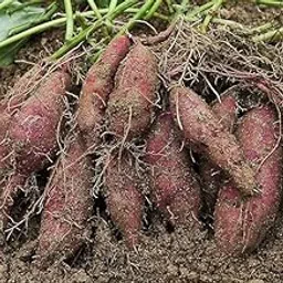 FloraPlax Original Live Black Vine Sweet Potato Outdoor Gardening Vegetable Plant With Black Plastic Nursery Pot-picture-20