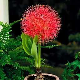 plantogallery Football Lily Flower Bulbs for Pot Home & Garden Pack of 5 Bulbs, red, (LG-PLFB-333)-picture-54