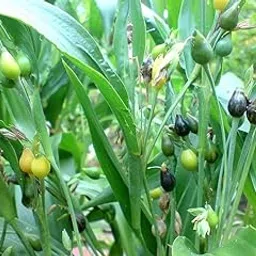 Real Live Vaijayanti White Flower Plant Vaijayanti Mala Plant For Gardening Mala Garland Etc Pack Of 1 Plant-picture-14