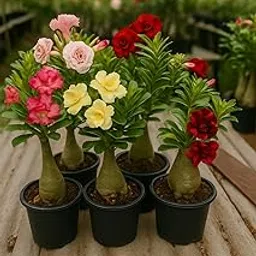 Exotic live Adenium Bonsai Plant combo without pot – Live Desert Rose for Home & Balcony. PACK of 5 five with different colour.-picture-16