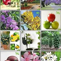 Creative Farmer All Purpose Combo Fruit & Tree Seeds : Jacaranda Mimosafolia, Gulmohar, Pride Of India, Yellow Flametree, Karavira, Nyctanthes Arbortristis, Pomagranate, Apple, Lemon Seeds, Grape, Papaya, Passion Fruit - Violet For Gardening-picture-18