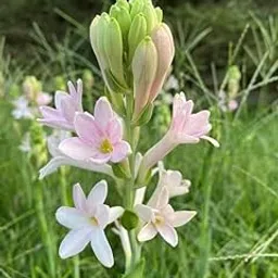 Rajnigandha plant live || Plant live for Rajnigandha,100% germination Bulbs Pack of 5-picture-39