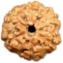 Ganesha Arts 6 Mukhi Java Rudraksha Small 14mm-16mm-picture-35