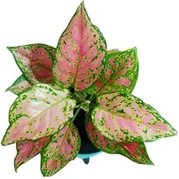 Live Aglaonema Pink | Indoor Air Purifying Decorative Plant | Easy to Grow, Low-Maintenance Foliage for Home & Office Décor | Beautiful Pink & Green Leaves | Fresh Live Plant-image-81
