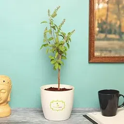 FlowerAura Decorative Tulsi Live Indoor Plant For Home, Office, Pooja Room Decor (Same Day Delivery)-picture-10
