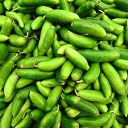 Pencil ivy gourd plant stem pack of 5-picture-22