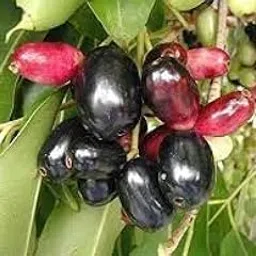 Thai Variety Hybrid Grafted Black Jamun Pack Of-1)/Kala Jamun/Kalo Jam Fruit Plant For Home Garden Healthy Live Plant Tree (Fruit After-12Months) On Nursery Poly Bag(Height 1.5 to 2 Feet).-picture-49