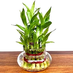 Flora solutions 2 Layer lucky Bamboo Plant with Pot (2 layerbamboo with pot)-image-35