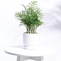 UGAOO Roma Ceramic Pot |Indoor Ceramic Planter for Home, Office, Garden, Balcony - White (4 Inch)-picture-21