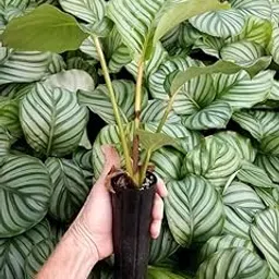 Calathea Orbifolia, Indoor Tropical Live Plant Air purifying Plant For home garden pack of-1 A_14-image-23