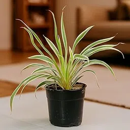 Spider Plant, Variegated Bonnie Vittatum, Live Indoor Air-Purifying Houseplant, Pet-Safe Green Plant in Nursery Pot-image-23