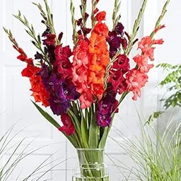 LIVE GREEN SET Of 2 Gladiolus Mix Flower Update New Quality Bulbs, Multicolour, (GLADIOLUS31JAN)-picture-17